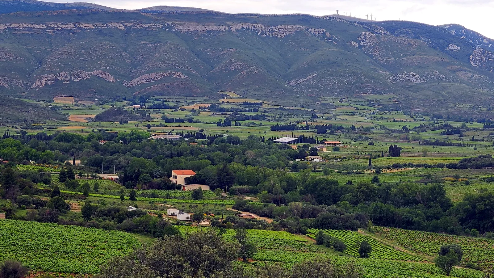 Vue sur les vignes et le Mont Tauch autour du Clos Nysa